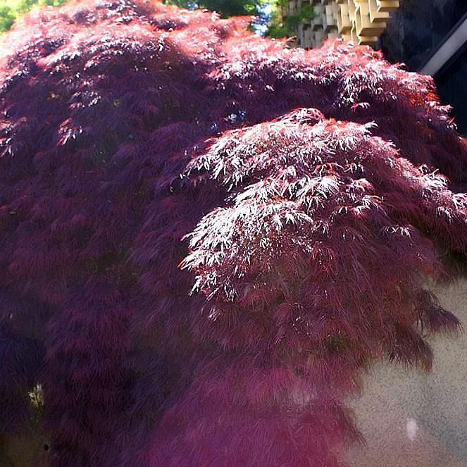 Acer palmatum var. dissectum 'Crimson Queen'  - Crimson Queen Japanese Maple