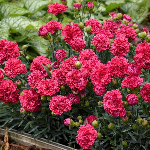 Dianthus 'Raspberry Ruffles'  - Fruit Punch® Raspberry Ruffles Dianthus