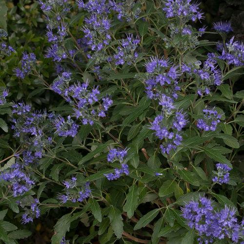 Caryopteris x clandonensis 'CT-9-12'  - Beyond Midnight® Bluebeard