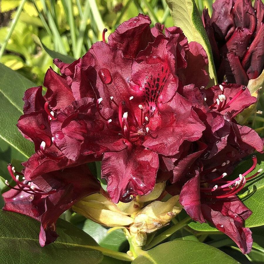 Rhododendron x 'Dark Lord'  - Dark Lord Azalea