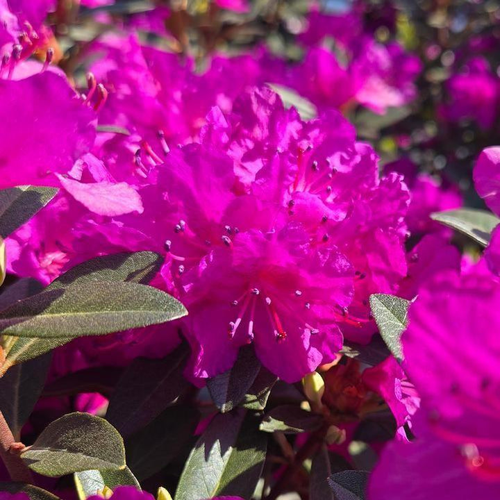 Rhododendron 'PJM Elite Star'  - PJM Elite Star Rhododendron