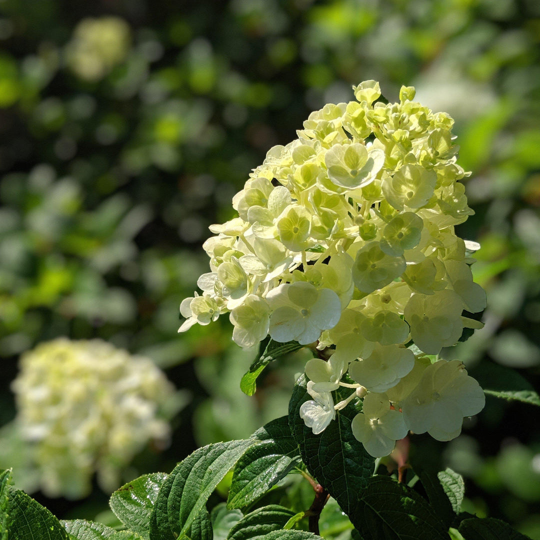 Hydrangea paniculata 'Rensun' PP 25,438  - First Editions® Strawberry Sundae® Hydrangea