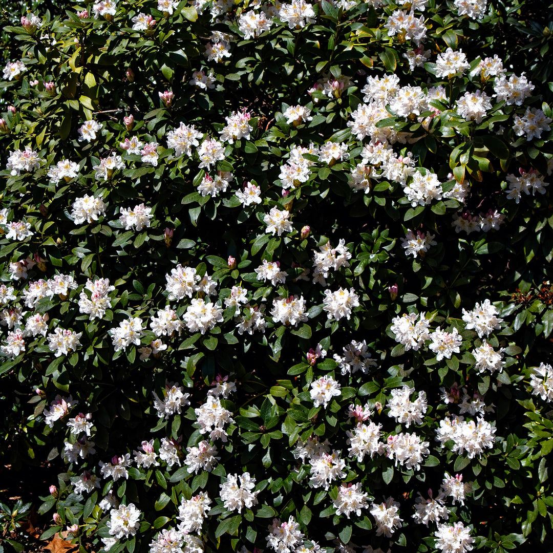 Rhododendron 'Cunningham's White'  - Cunningham's White Rhododendron