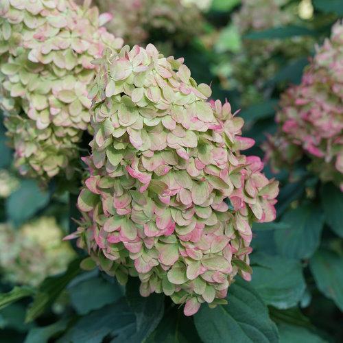 Hydrangea paniculata 'SMNHPPH'  - Proven Winners® Limelight Prime® Hydrangea