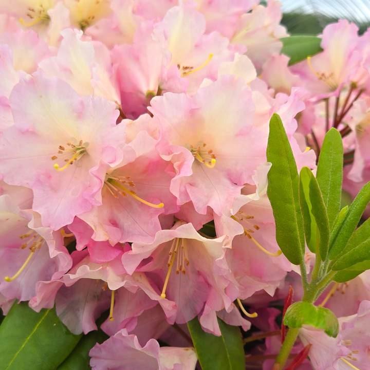 Rhododendron 'Hoopla'  - Hoopla Rhododendron