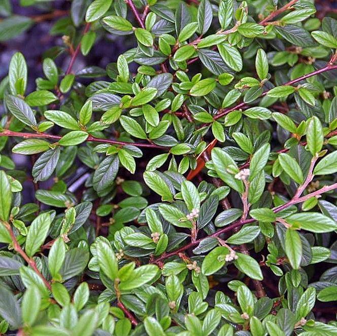 Cotoneaster sal. 'Repandens'  - Willowleaf Cotoneaster