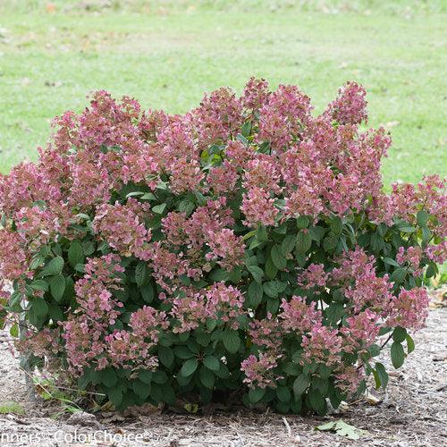 Hydrangea paniculata 'SMHPLQF'  - Little Quick Fire® Hydrangea