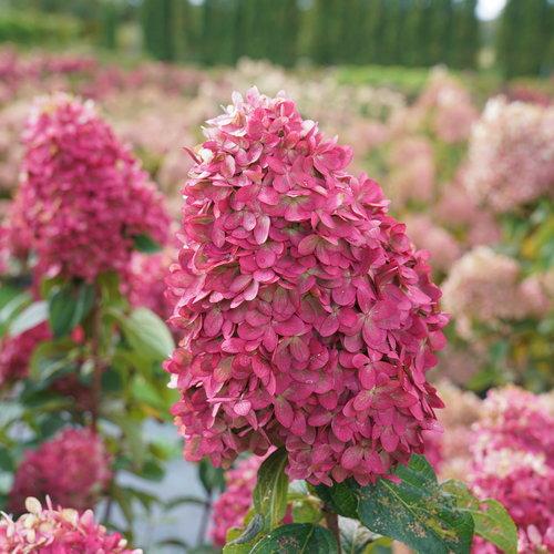 Hydrangea paniculata 'SMNHPPH'  - Proven Winners® Limelight Prime® Hydrangea