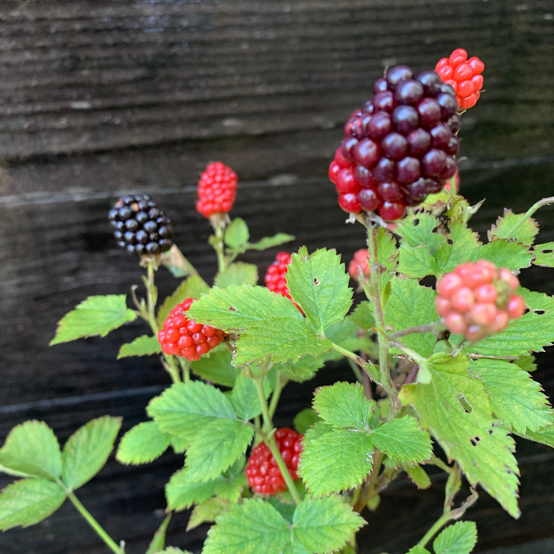 Rubus ulmifolius ‘APF-236T’  - Bushel and Berry® Baby Cakes® Thornless Blackberry