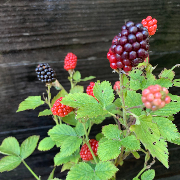 Rubus ulmifolius ‘APF-236T’  - Bushel and Berry® Baby Cakes® Thornless Blackberry