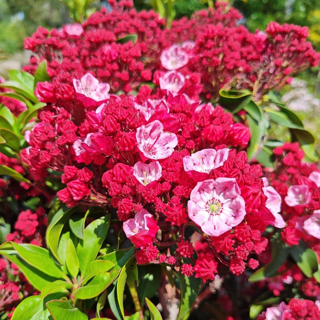 Kalmia latifolia 'Firecracker'  - Firecracker Mountain Laurel