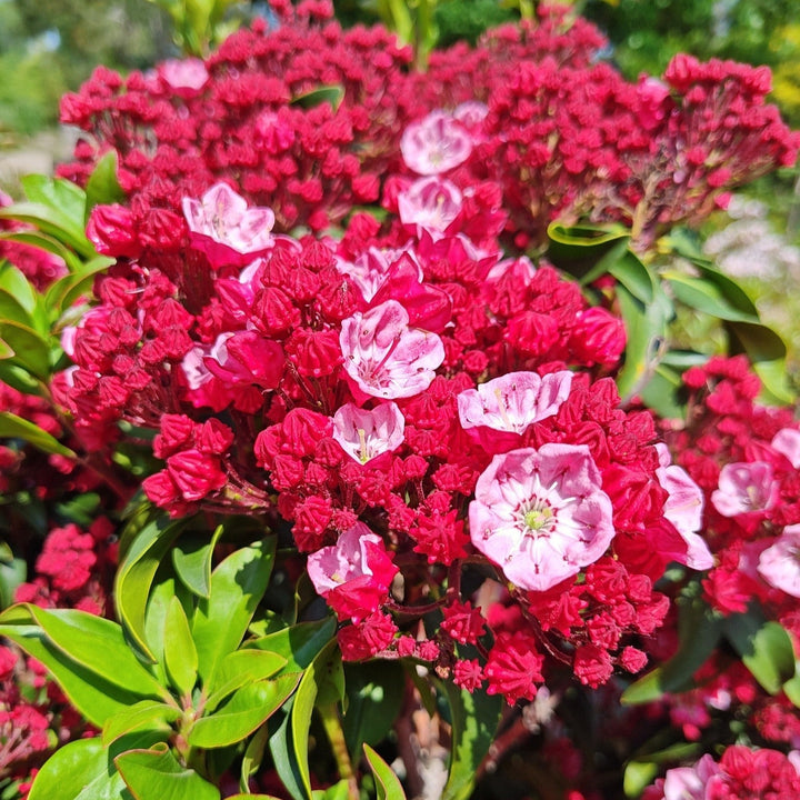 Kalmia latifolia 'Firecracker'  - Firecracker Mountain Laurel