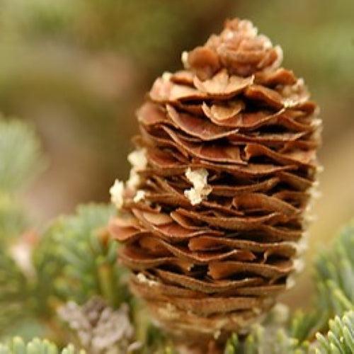Abies balsamea  - Balsam Fir
