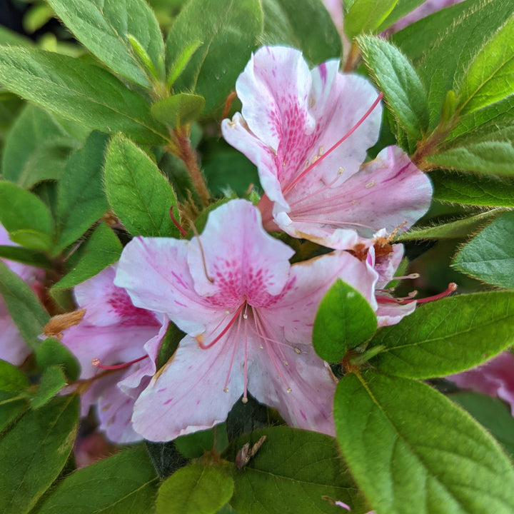 Rhododendron ‘Conlep’  - Encore® Autumn Twist™ Azalea
