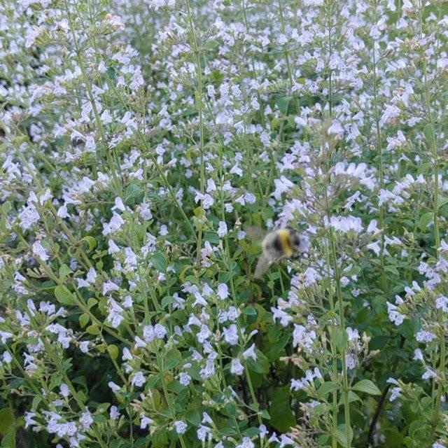 Calamintha nepeta 'Triumphator'  - Triumphator Calamint