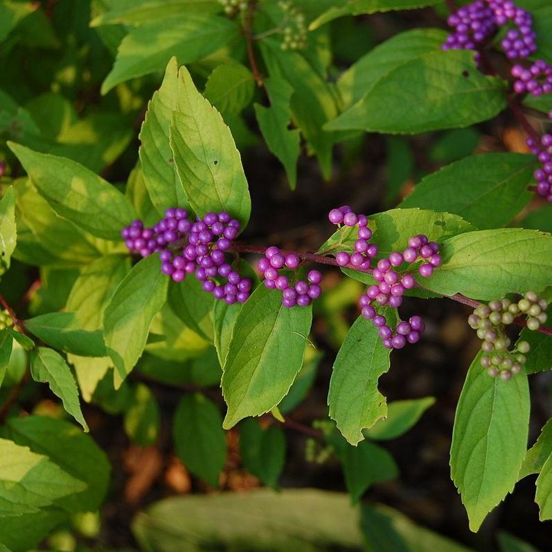 Callicarpa dichotoma 'Early Amethyst'  - Early Amethyst Beautyberry