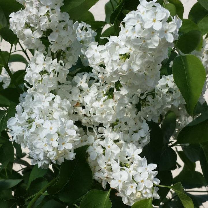 Syringa vulgaris 'Primrose'  - Primrose Lilac