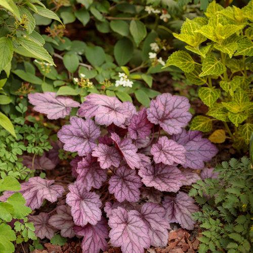 Heuchera 'Wild Rose'  - Primo® Wild Rose Heuchera