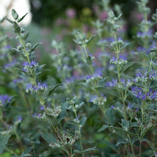 Caryopteris x clandonensis 'CT-9-12'  - Beyond Midnight® Bluebeard