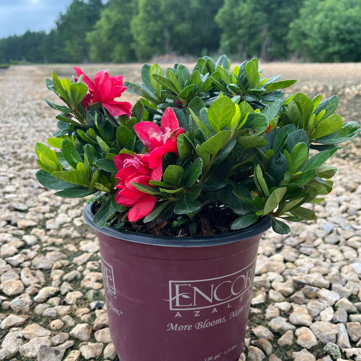 Rhododendron ‘Robleza’  - Encore® Autumn Bonfire™ Azalea