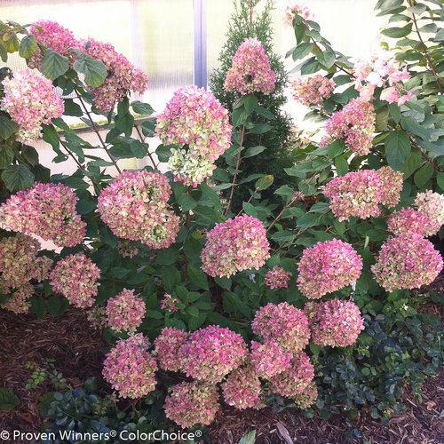 Hydrangea paniculata 'Jane' PP22,330  - Proven Winners® Little Lime® Hydrangea