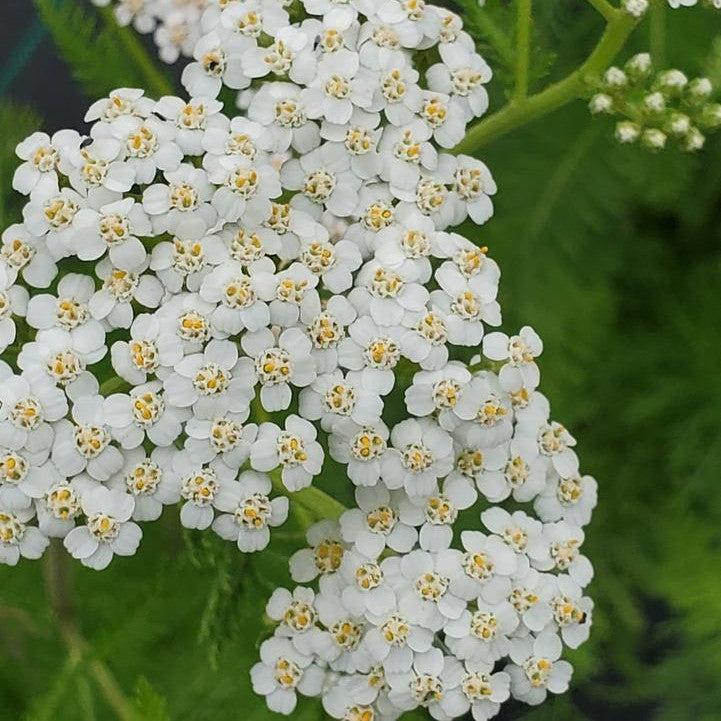 Achillea millefolium  - Common Yarrow