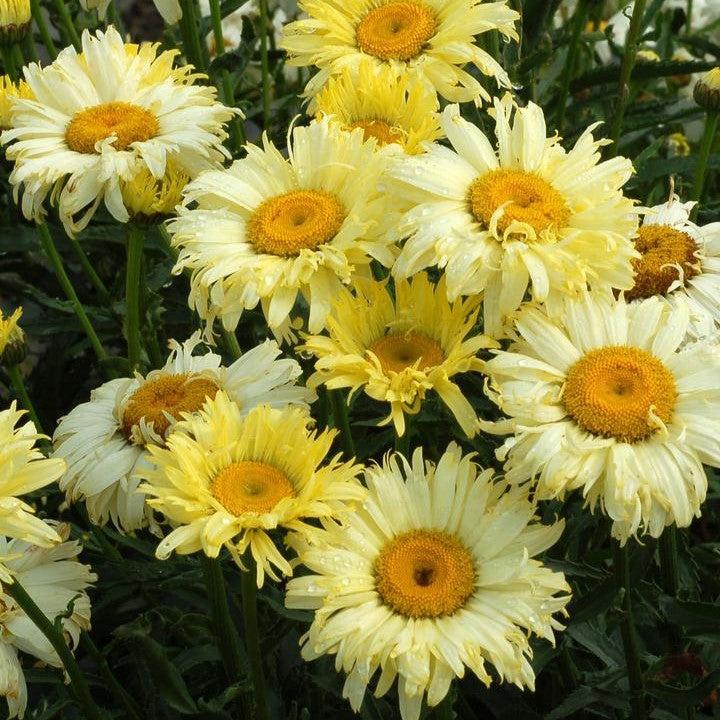 Leucanthemum x superbum 'Goldfinch'  - Goldfinch Shasta Daisy
