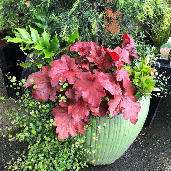 Heuchera x 'TNHEUFR'  - Forever® Red Heuchera, Coral Bells