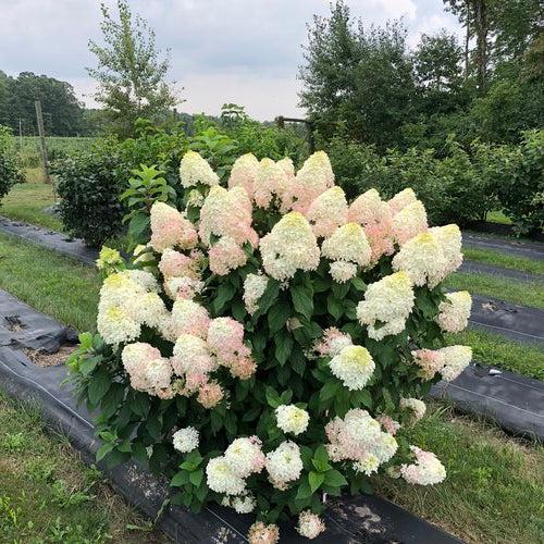 Hydrangea paniculata 'SMNHPM'  - Quick Fire Fab® Hydrangea