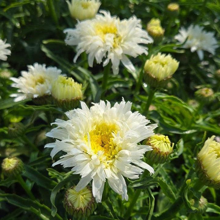Leucanthemum superbum ’Marshmallow’  - PW® Amazing Daisies® Marshmallow Shasta Daisy
