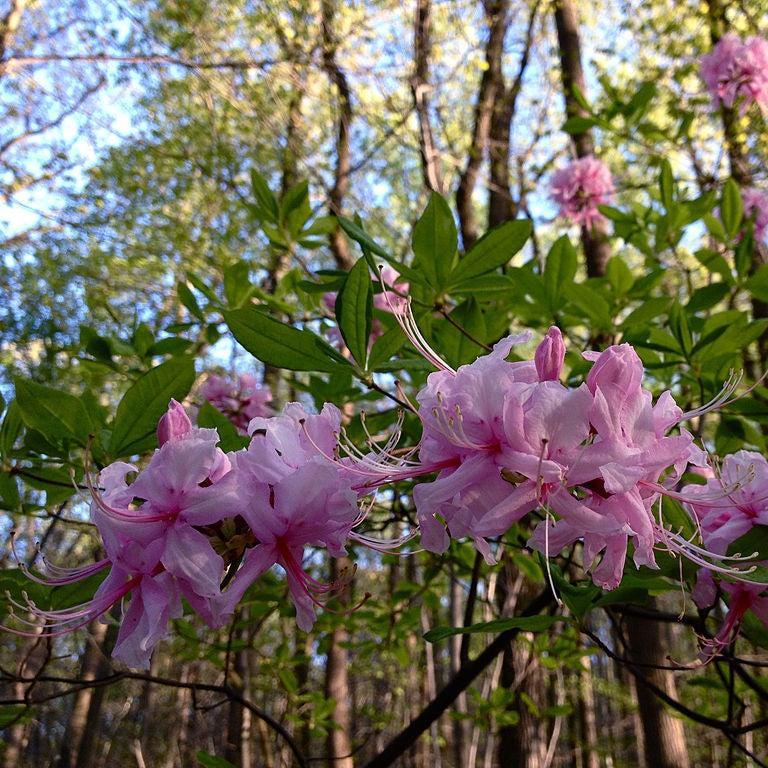 Rhododendron periclymenoides  - Pinxterbloom Azalea