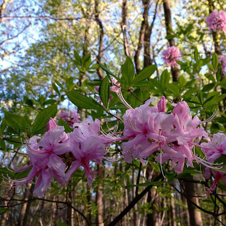 Rhododendron periclymenoides  - Pinxterbloom Azalea