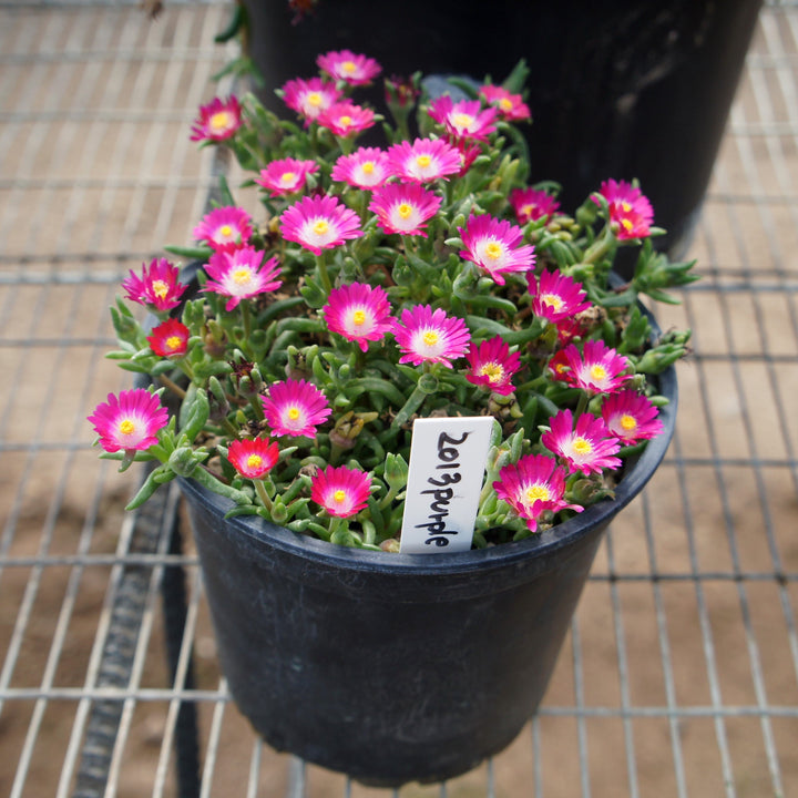 Delosperma cooperi 'DSAM13-1'  - Jewel of Desert® Amethyst Ice Plant