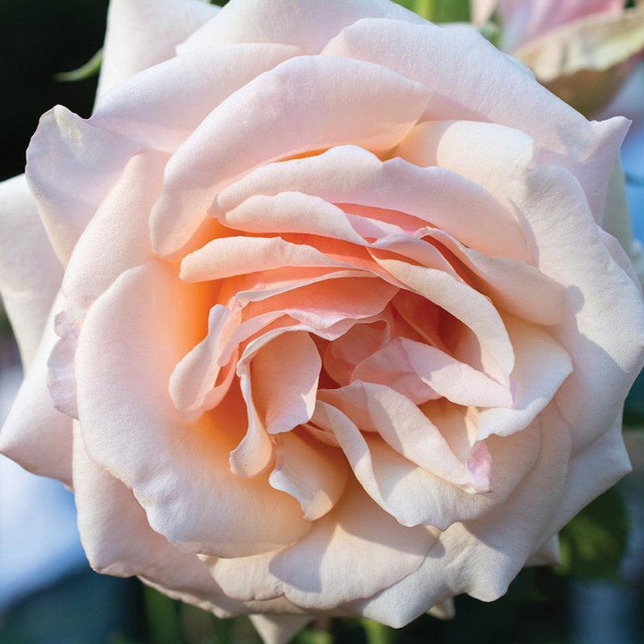 Rosa 'Meiludere'  - Mother of Pearl® Rose