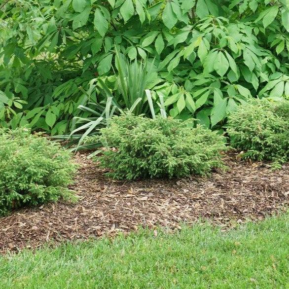 Juniperus communis 'SMNJCB'  - Tortuga® Juniper