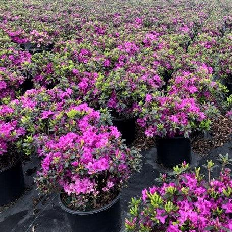 Rhododendron 'Karen'  - Karen Azalea
