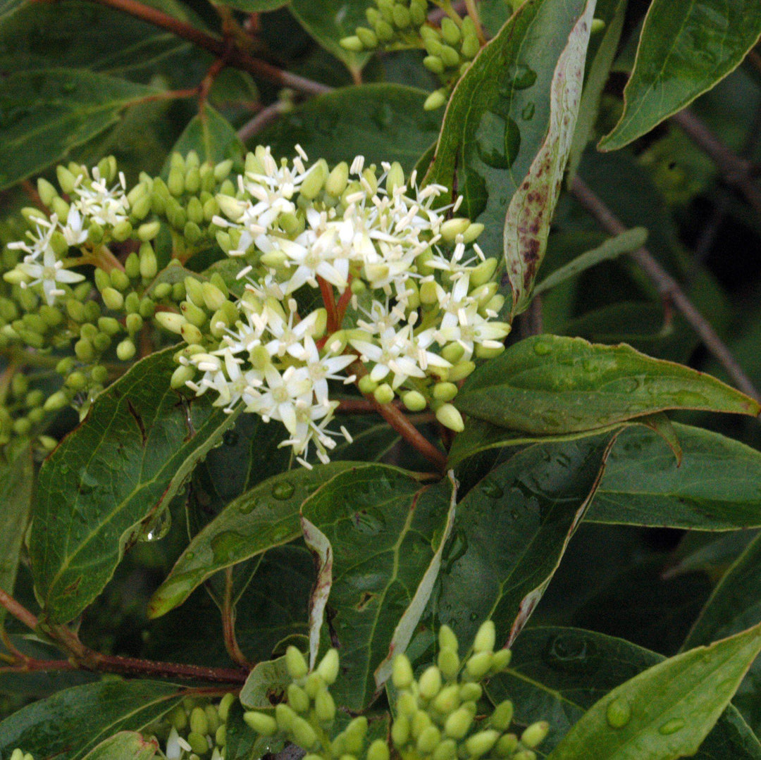 Cornus racemosa  - Gray Dogwood