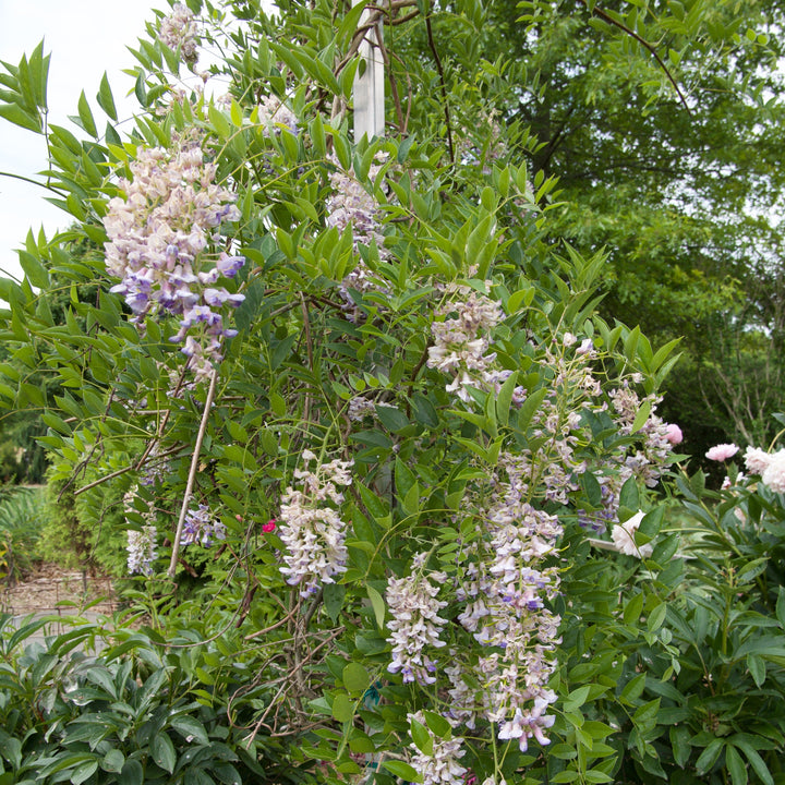 Wisteria macrostachys 'Blue Moon'  - Blue Moon Wisteria