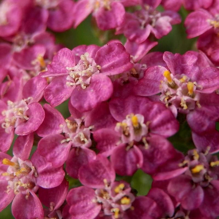 Achillea millefolium 'FLORACHRO1'  - Milly Rock™ Rose Yarrow