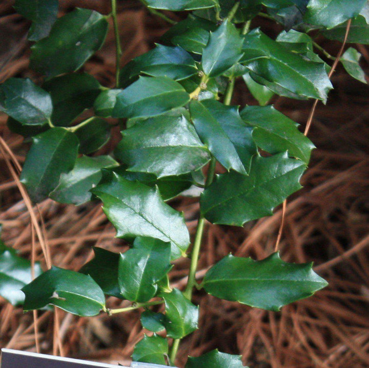 Ilex x meserveae 'Mesog'  - China Girl® Holly