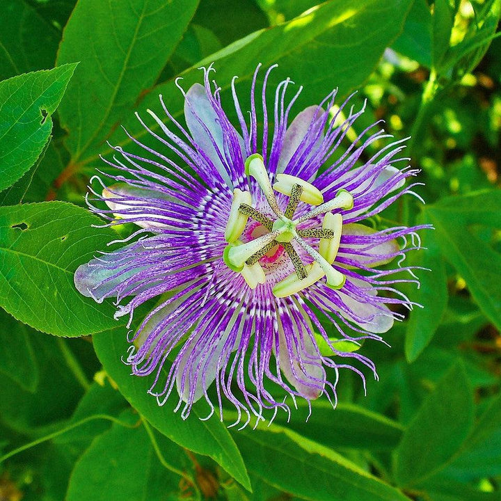 Passiflora incarnata  - Passion Flower, Maypop