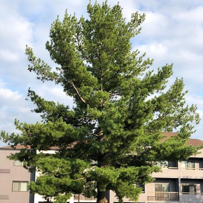 Pinus strobus  - White Pine