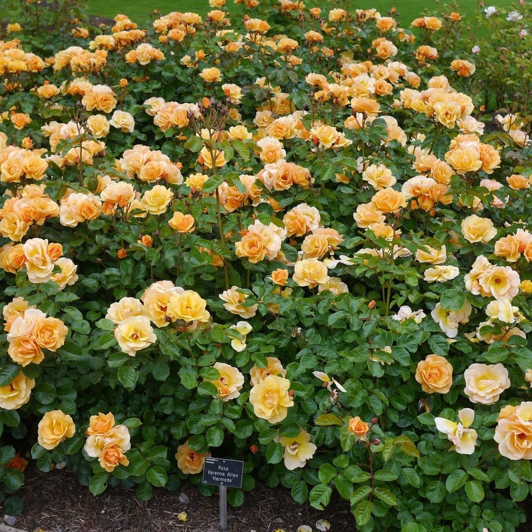 Rosa x 'NOA97400A'  - Flower Carpet® Amber Rose