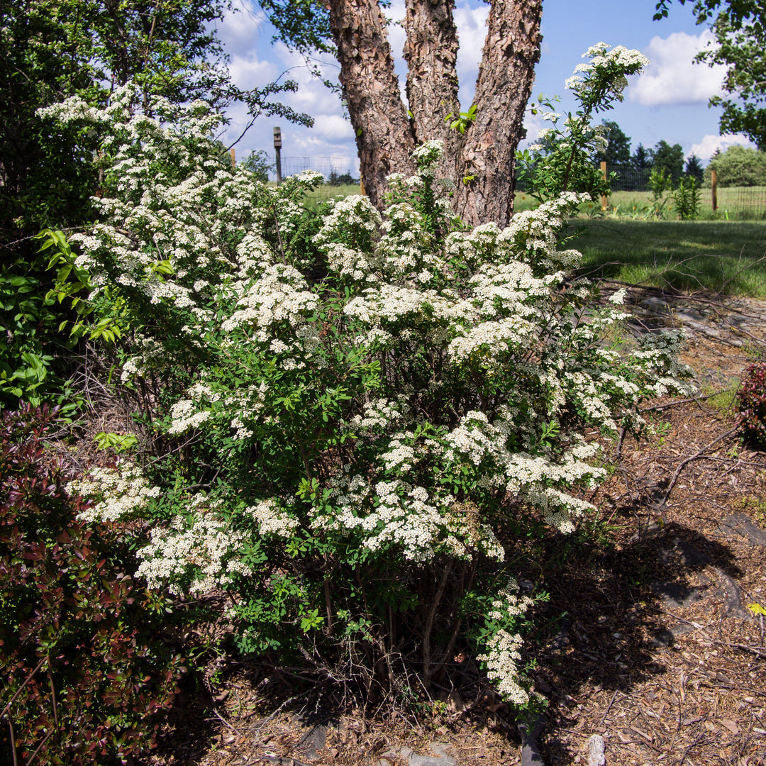 Spiraea nipponica 'Snowmound'  - Snowmound Spirea