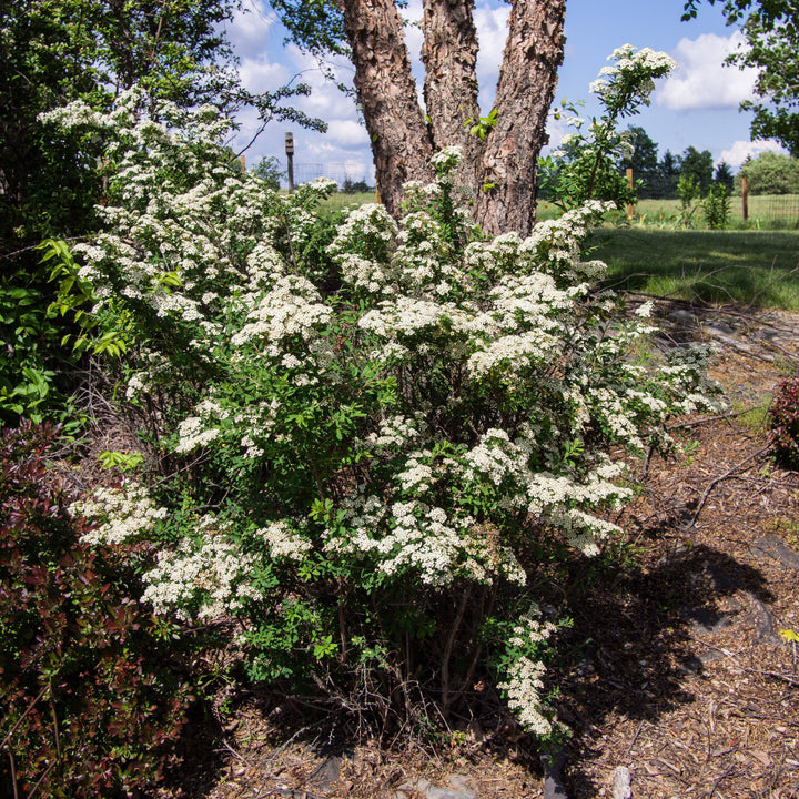 Spiraea nipponica 'Snowmound'  - Snowmound Spirea