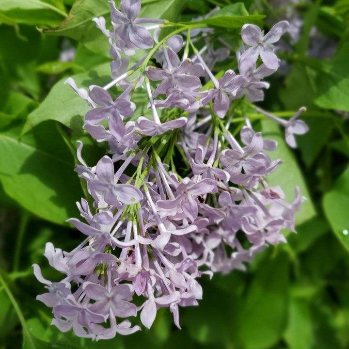 Syringa vulgaris 'G13099'  - New Age™ Lavender Lilac