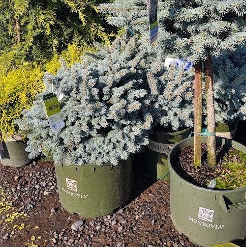 Picea pungens 'Globosa'  - Globe Blue Spruce