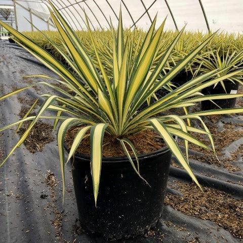 Yucca filamentosa 'Color Guard'  - Color Guard Adam's Needle, Yucca