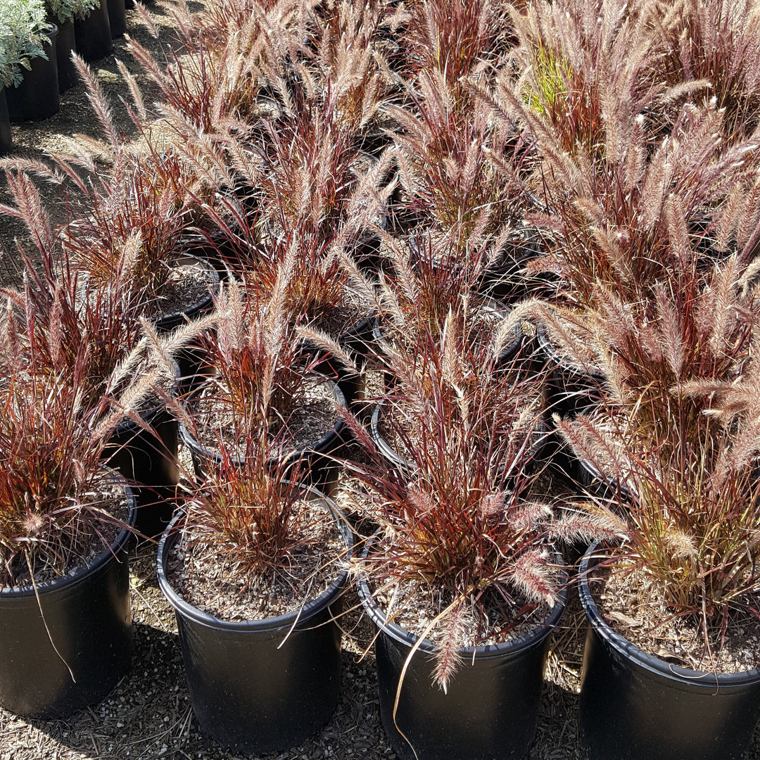 Pennisetum x advena 'Rubrum' ~ Purple Fountain Grass