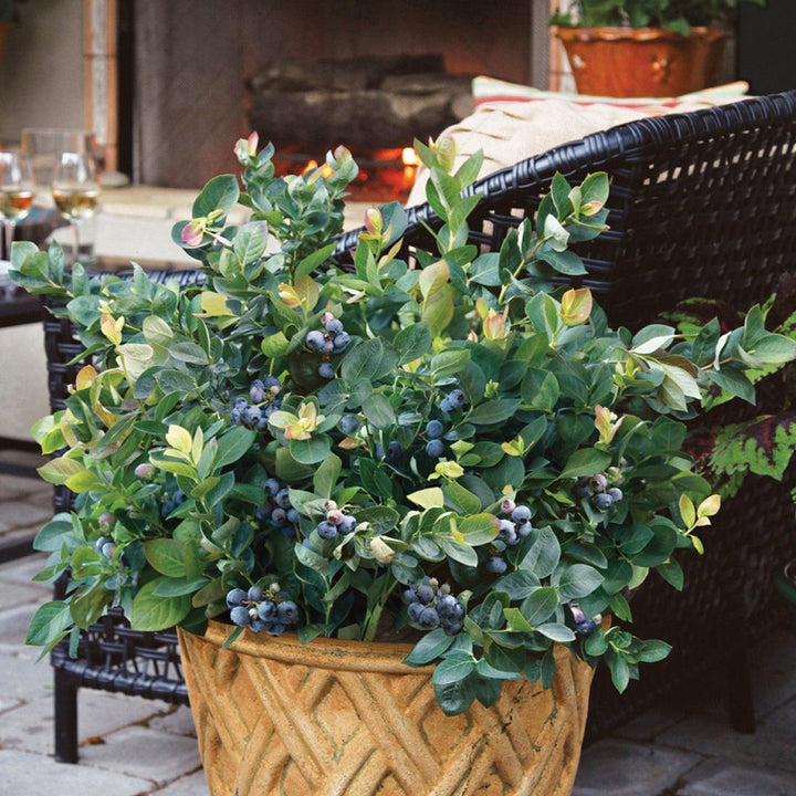 Vaccinium corymbosum 'ZF06-043'  - Peach Sorbet® Blueberry